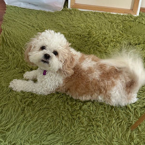 Meet your Posher, Sydney